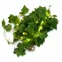 Feuilles lumineuses vert foncé